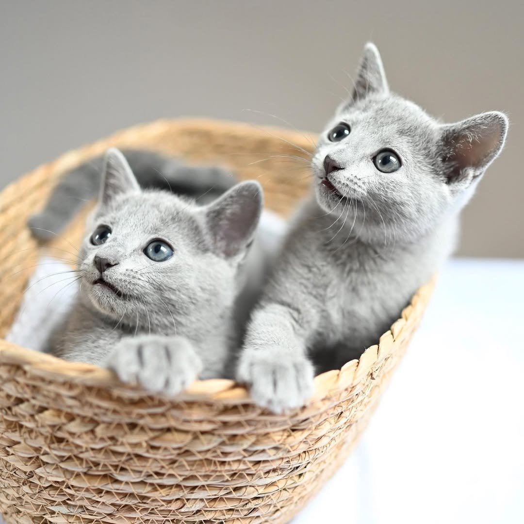 Misty & Shadow - Bonded Russian Blue Kittens